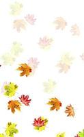 folhas de outono isoladas no fundo branco foto