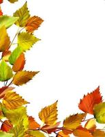 folhas de outono de bétula isoladas no fundo branco foto