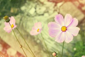 flores coloridas do cosmos em um fundo de paisagem de verão. foto