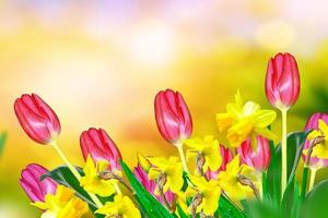 flores de primavera brilhantes e coloridas narcisos e tulipas foto