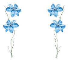 flor azul em um fundo branco foto