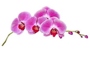 flor de orquídea isolada no fundo branco foto