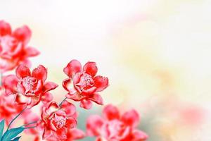 peônias de flores coloridas brilhantes foto