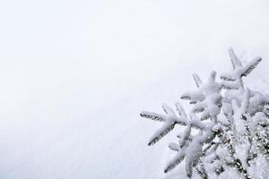 floresta na geada. paisagem de inverno. árvores cobertas de neve. foto