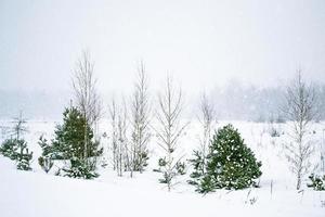 floresta de inverno. paisagem de inverno. foto