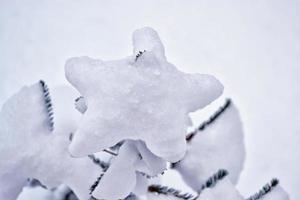 floresta na geada. paisagem de inverno. árvores cobertas de neve. foto