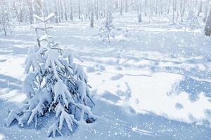 floresta na geada. paisagem de inverno. árvores cobertas de neve. foto