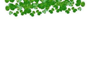 folhas de trevo verde isoladas no fundo branco. dia de São Patricio foto
