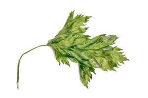 folha verde de manjericão seco foto