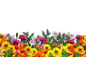 flores isoladas no fundo branco foto