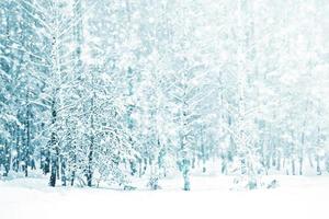 floresta de inverno congelado com árvores cobertas de neve. foto