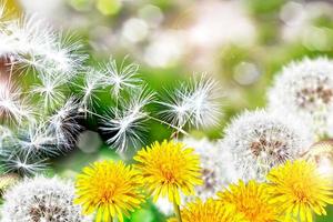 paisagem de verão com flores dentes de leão foto