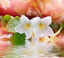 paisagem de primavera com delicadas flores de jasmim. flores brancas foto