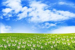 Prado com grama verde em um fundo de céu azul com nuvens foto