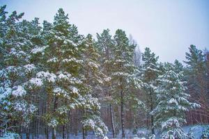 floresta de inverno congelado com árvores cobertas de neve. foto