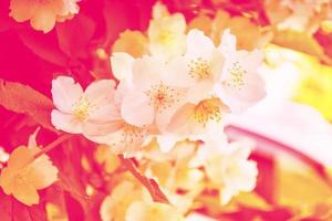 jasmim branco o ramo delicadas flores da primavera foto