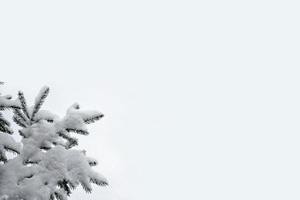 floresta na geada. paisagem de inverno. árvores cobertas de neve. foto