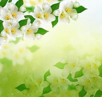flor de jasmim branco. foto