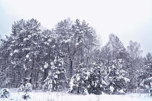 floresta na geada. paisagem de inverno. árvores cobertas de neve. foto