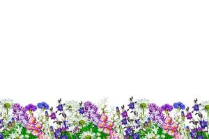 campo colorido brilhante e flores de jardim isoladas no fundo branco. foto