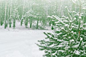 floresta de inverno congelado com árvores cobertas de neve. foto