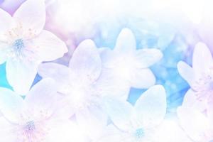 flor de molas brancas em closeup. floco de neve foto