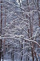 floresta na geada. paisagem de inverno. árvores cobertas de neve. foto