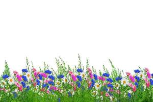 margaridas de flores silvestres. paisagem de verão. flores de camomila branca foto