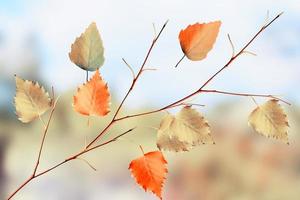 paisagem de outono. lindas folhas. árvores coloridas foto