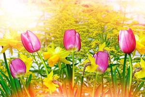 paisagem de verão. flores narcisos. tulipas foto