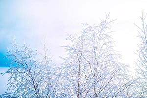 floresta de inverno congelado com árvores cobertas de neve. foto