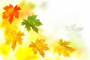 paisagem de outono com folhas coloridas brilhantes. foto