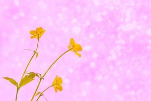 flores amarelas brilhantes botões de ouro foto