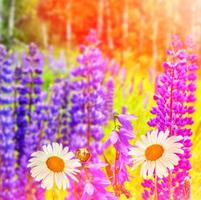 paisagem de verão com lindas flores de tremoço brilhantes foto