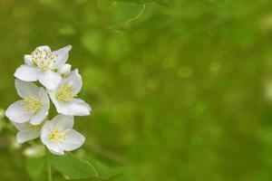 jasmim branco o ramo delicadas flores da primavera foto