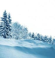 floresta de inverno congelado com árvores cobertas de neve. foto