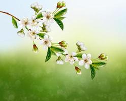 paisagem de primavera. cerejeira florida. jardim florido de primavera. foto