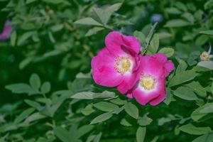 botões de rosa selvagem flores coloridas foto