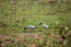 dois pássaros ibis pretos nos pântanos do parque nacional keoladeo em bharatpur em rajasthan, índia. foto