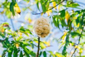 seda branca algodão árvore ceiba pentandra, kapuk randu javanese, o fruto perene pode ser usado para fazer colchões e travesseiros. foto