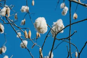 seda branca algodão árvore ceiba pentandra, kapuk randu javanese, o fruto perene pode ser usado para fazer colchões e travesseiros. foto