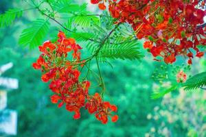 verão poinciana phoenix é uma espécie de planta com flores que vive nos trópicos ou subtrópicos. flor da árvore de chama vermelha, real poinciana foto