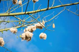 seda branca algodão árvore ceiba pentandra, kapuk randu javanese, o fruto perene pode ser usado para fazer colchões e travesseiros. foto