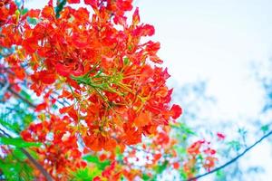 verão poinciana phoenix é uma espécie de planta com flores que vive nos trópicos ou subtrópicos. flor da árvore de chama vermelha, real poinciana foto