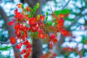 verão poinciana phoenix é uma espécie de planta com flores que vive nos trópicos ou subtrópicos. flor da árvore de chama vermelha, real poinciana foto