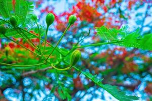 verão poinciana phoenix é uma espécie de planta com flores que vive nos trópicos ou subtrópicos. flor da árvore de chama vermelha, real poinciana foto