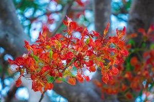 verão poinciana phoenix é uma espécie de planta com flores que vive nos trópicos ou subtrópicos. flor da árvore de chama vermelha, real poinciana foto