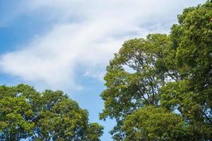 verão de nuvem de fundo. verão de nuvens. céu nuvem cinematográfica. céu natural fundo de textura por do sol bonito e cinematográfico foto