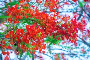 verão poinciana phoenix é uma espécie de planta com flores que vive nos trópicos ou subtrópicos. flor da árvore de chama vermelha, real poinciana foto