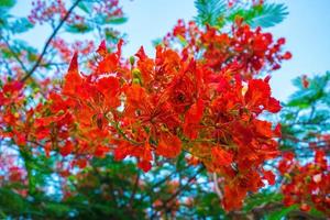 verão poinciana phoenix é uma espécie de planta com flores que vive nos trópicos ou subtrópicos. flor da árvore de chama vermelha, real poinciana foto